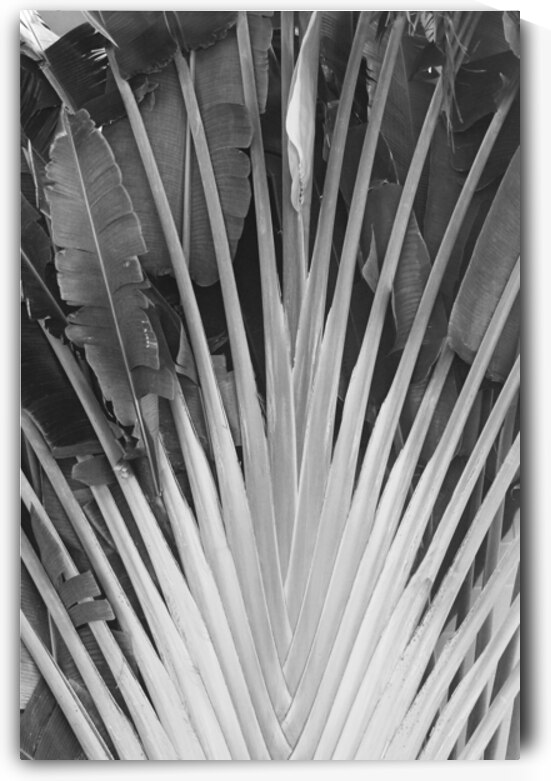 Tropical Jamaican Leaves B&W by Timeless Scenery Photography