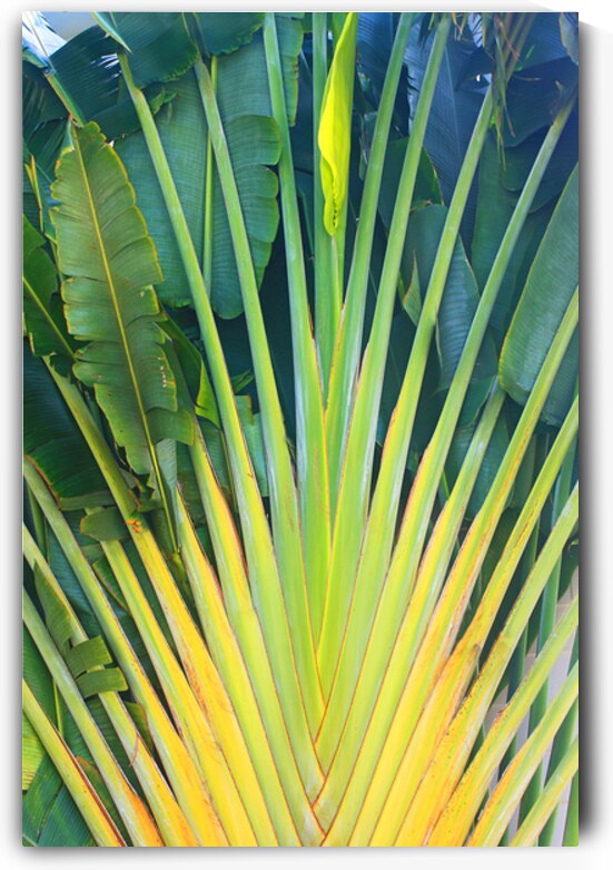 Tropical Jamaican Leaves by Timeless Scenery Photography