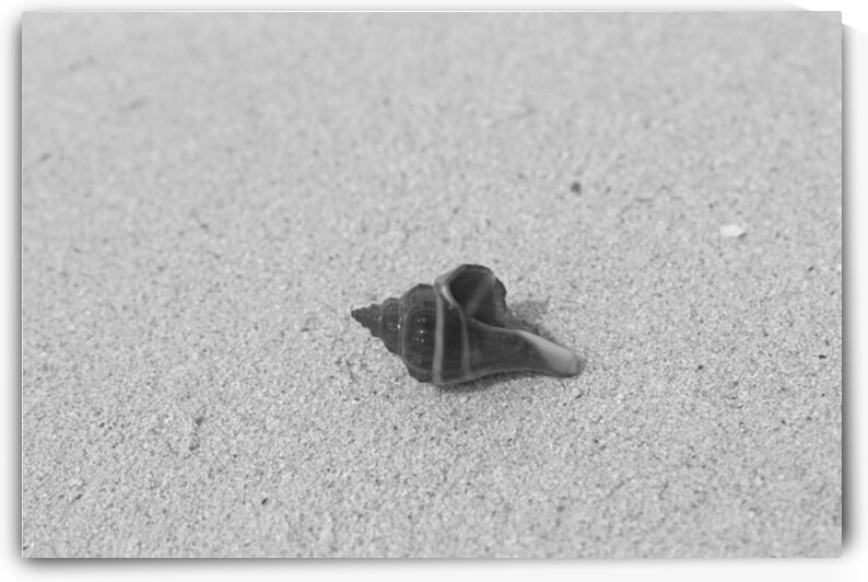 Little Seashell in Jamaica B&W by Timeless Scenery Photography