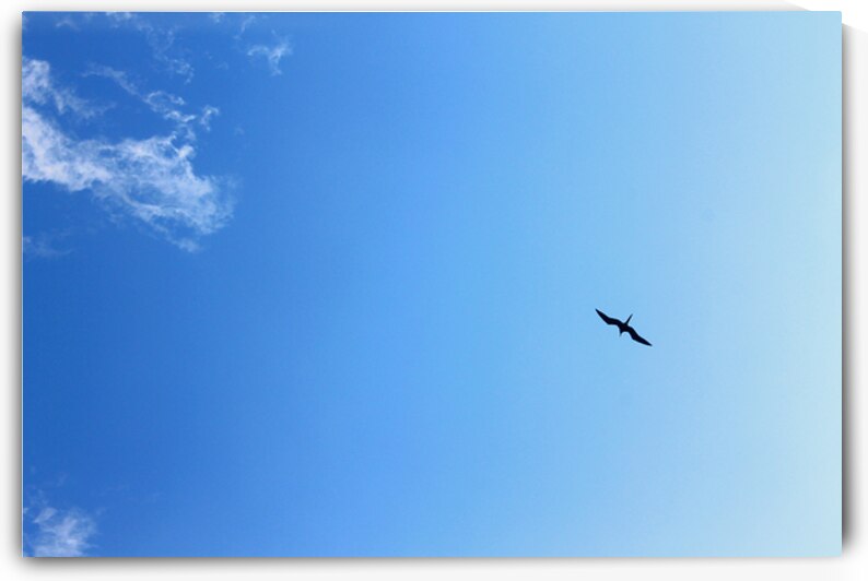 Soaring High in Jamaica by Timeless Scenery Photography