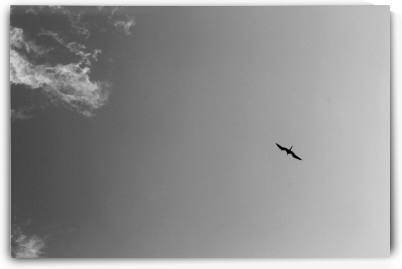 Soaring High in Jamaica B&W by Timeless Scenery Photography
