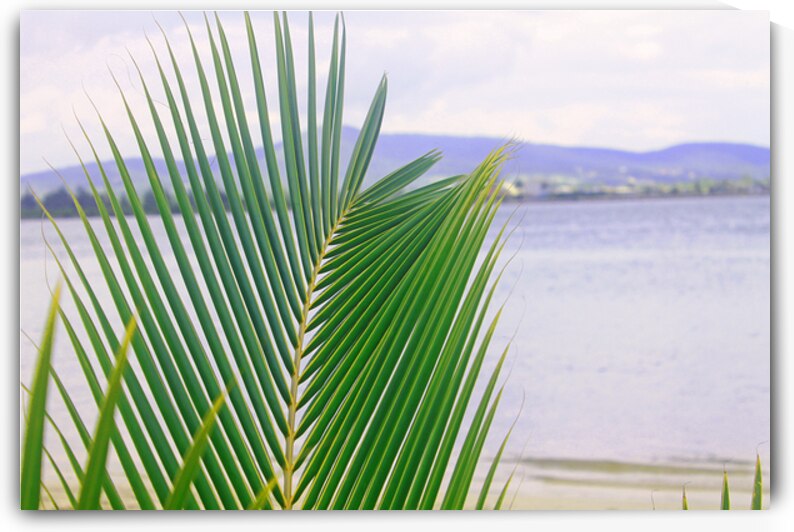 Leaf in Jamaica by Timeless Scenery Photography