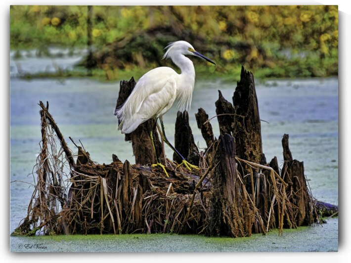 CHECKING IT OUT by Digicam