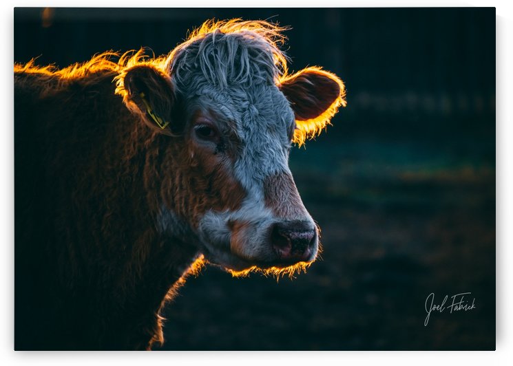 Glowing Cow by Joel Fabrick