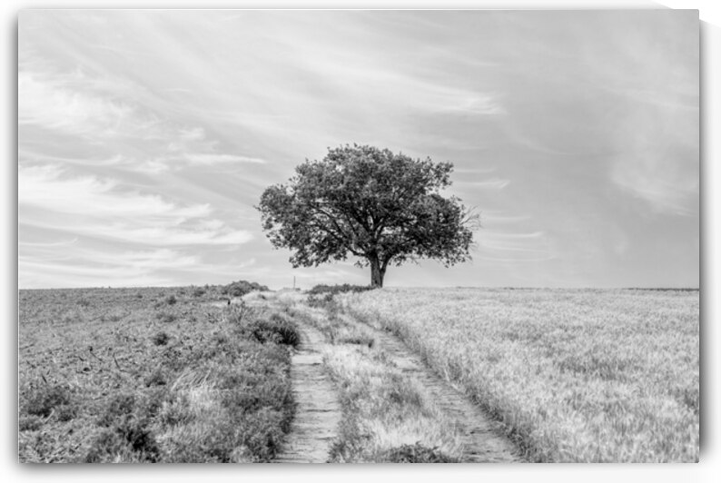 Kansas Field Tree And Road Grayscale by Jennifer White