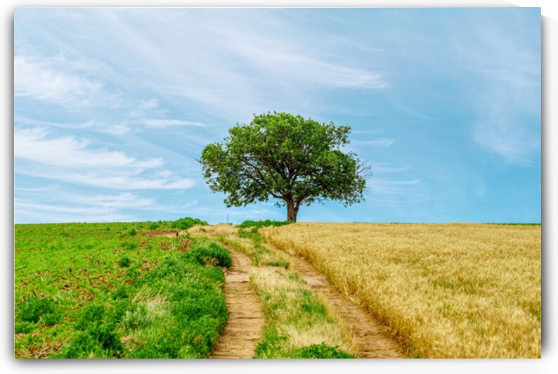 Kansas Field Tree And Road by Jennifer White