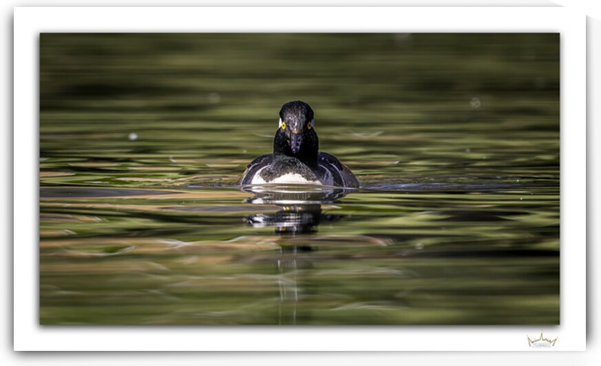 Merganser Portrait by Moments By Shane