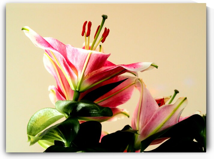   Colourful Lilies                                                                                                    by Catriona Roberts Nature Photography and Designs