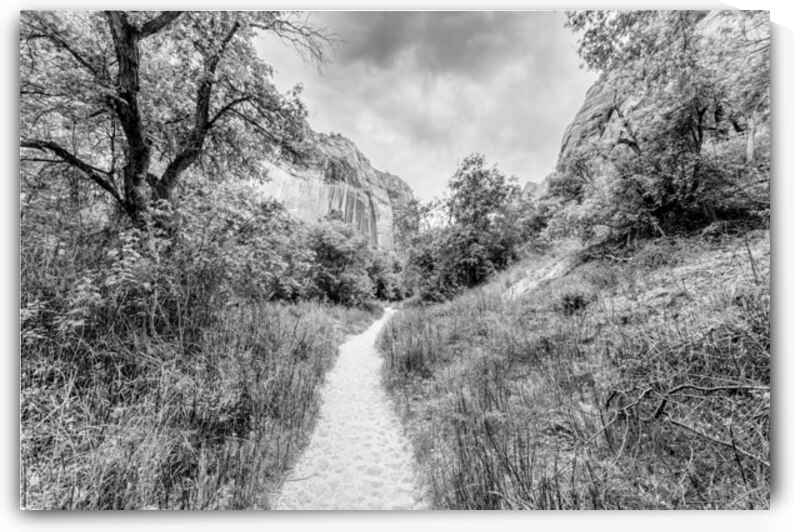 Lower Calf Hiking Trail Boulder Utah Grayscale by Jennifer White