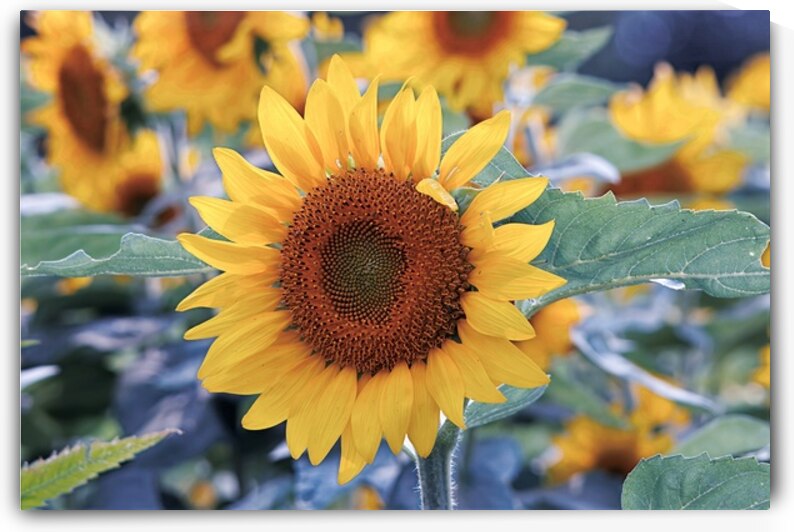 Tournesol by DBelleIsle photographe