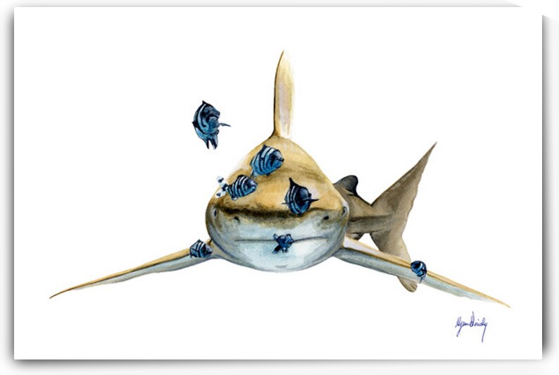 Oceanic White Tip by Alyssa Goriesky