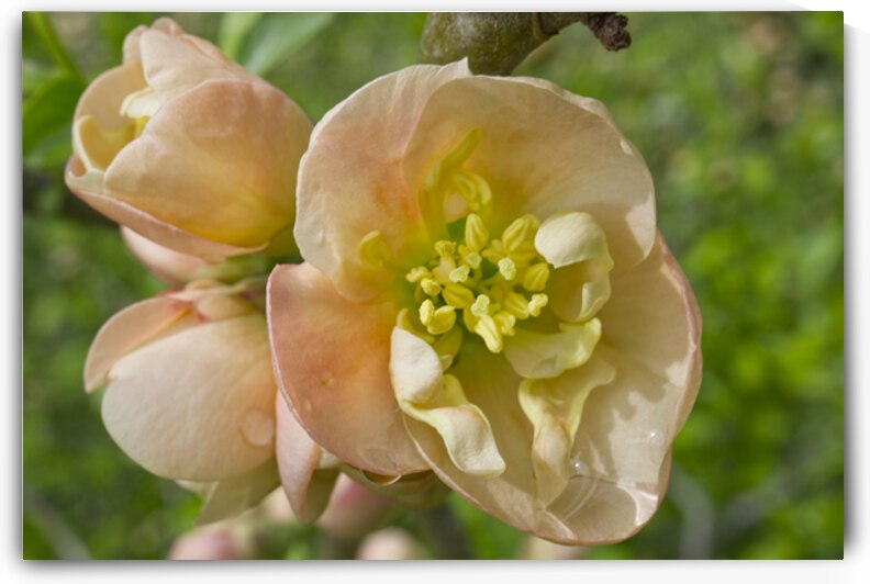 Peach Quince Flower Cluster 0404 by Iris H Richardson