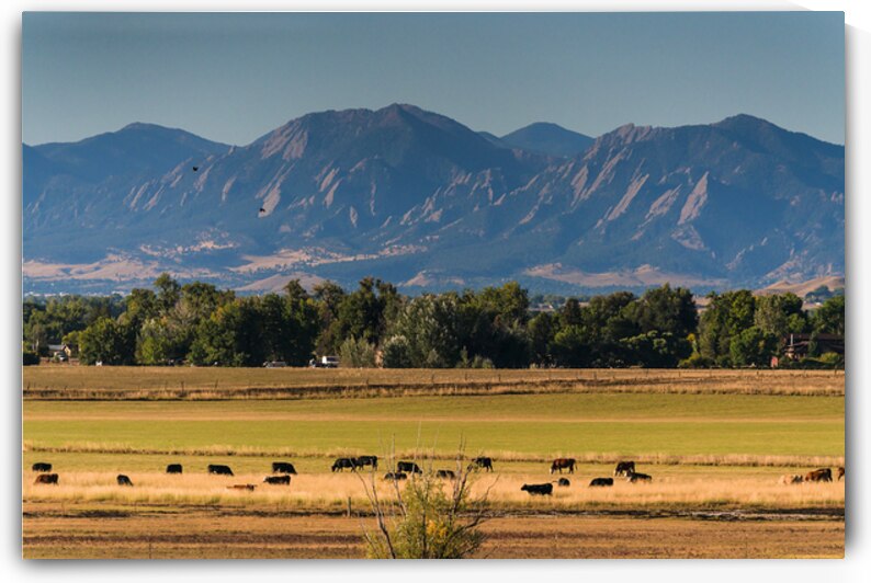 Boulder Flatirons and Cows by Bo Insogna