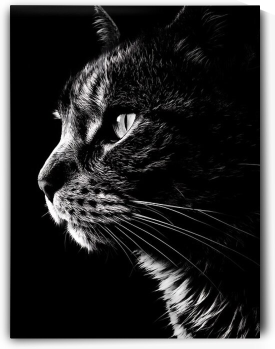 Monochrome Cat  by Utaamodern