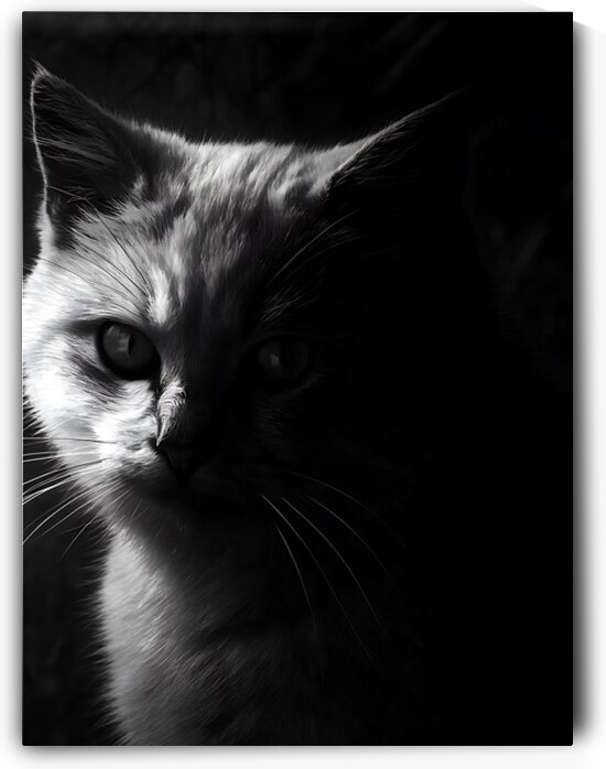 Monochrome Cat  by Utaamodern