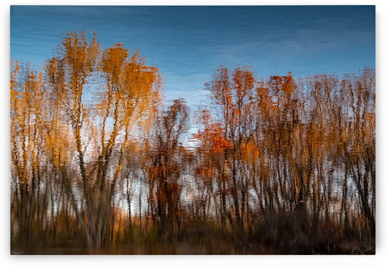 Foliage Reflection 1 by Dave Therrien