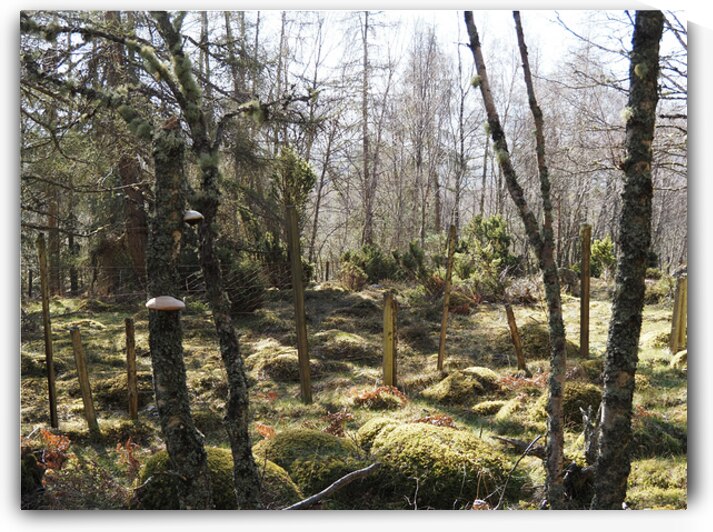 Scottish Highlands Spring Forest                                                                                                                      by Catriona Roberts Nature Photography and Designs