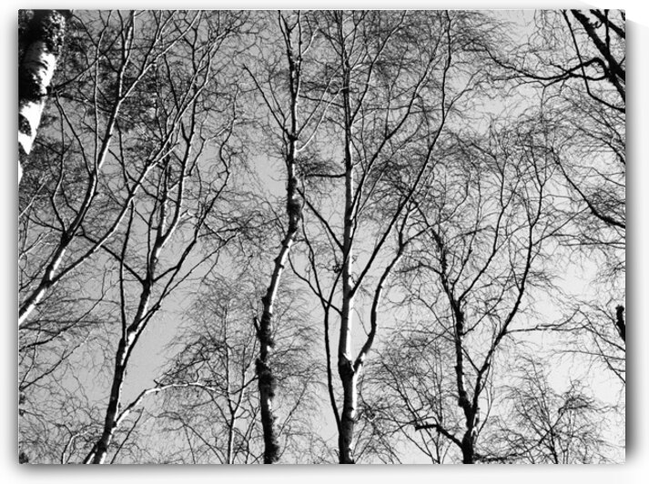  Scottish Highlands Monochrome Trees                                                                                                                    by Catriona Roberts Nature Photography and Designs