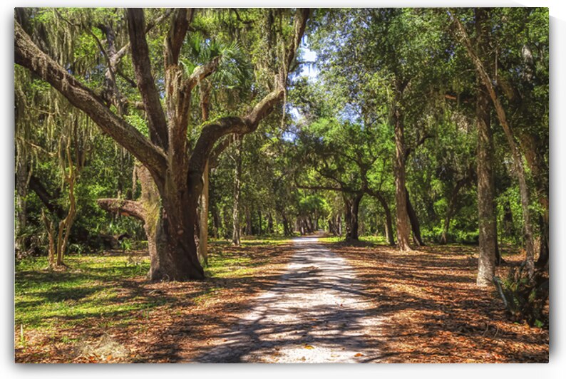 The Grand Avenue at Cumberland Island National Seashore St. Mary by Gestalt Imagery