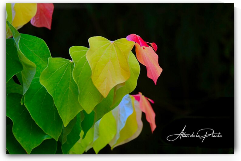  The Light Shines Through                        by Allan de la Plante