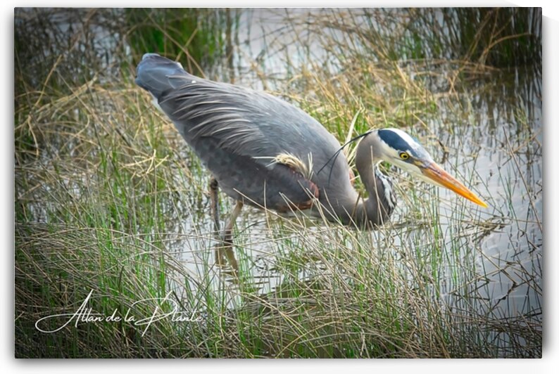            Heron Hunting for Lunch                     by Allan de la Plante