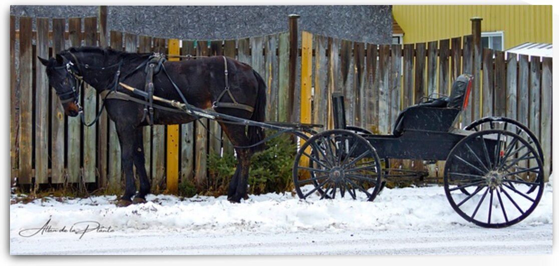 Waiting to Go Home by Allan de la Plante