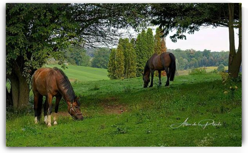 Apple Orchard by Allan de la Plante