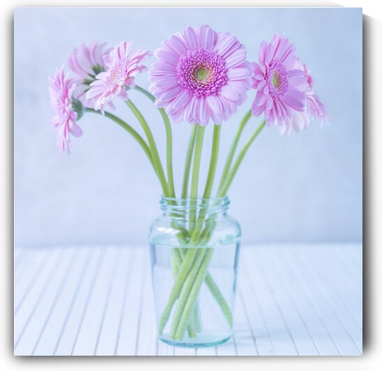 Gerberas in glass bottle by Assaf Frank