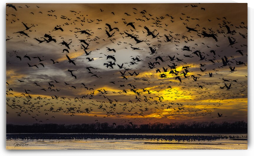 CRANE MIGRATION SEASON S FINAL SUNSET by Carney Photography