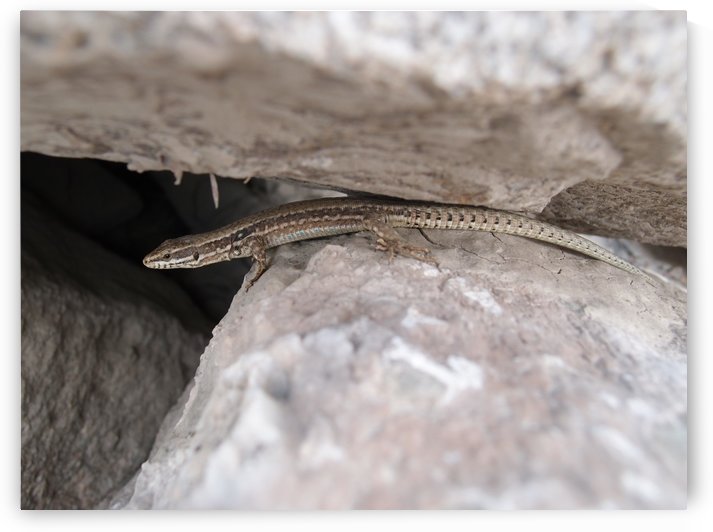 A.P.Polo - Pyrenees by A P Polo