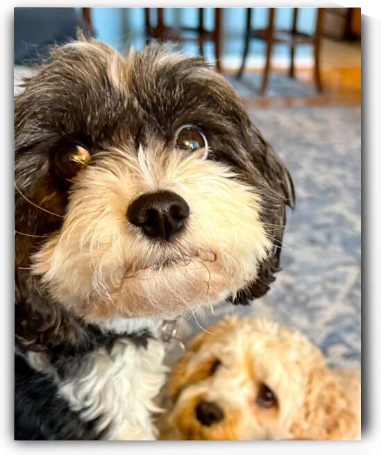 Cricket Says Hello There by Bill Swartwout Photography