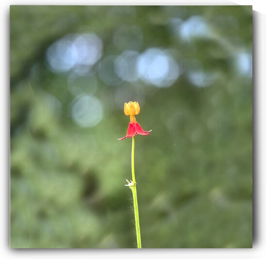 Single Milkweed Flower Bloom  X3 1 by Rich Franco