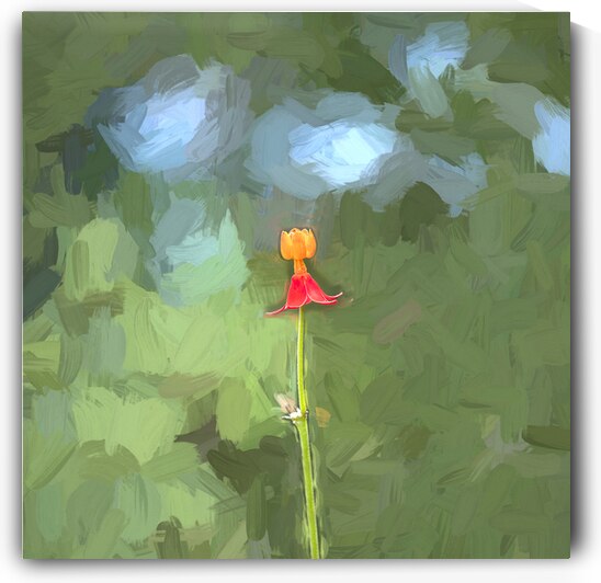 Single Milkweed Flower Bloom  X3 2 by Rich Franco