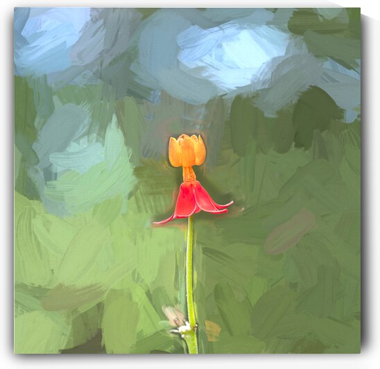 Single Milkweed Flower Bloom  X3 3 by Rich Franco