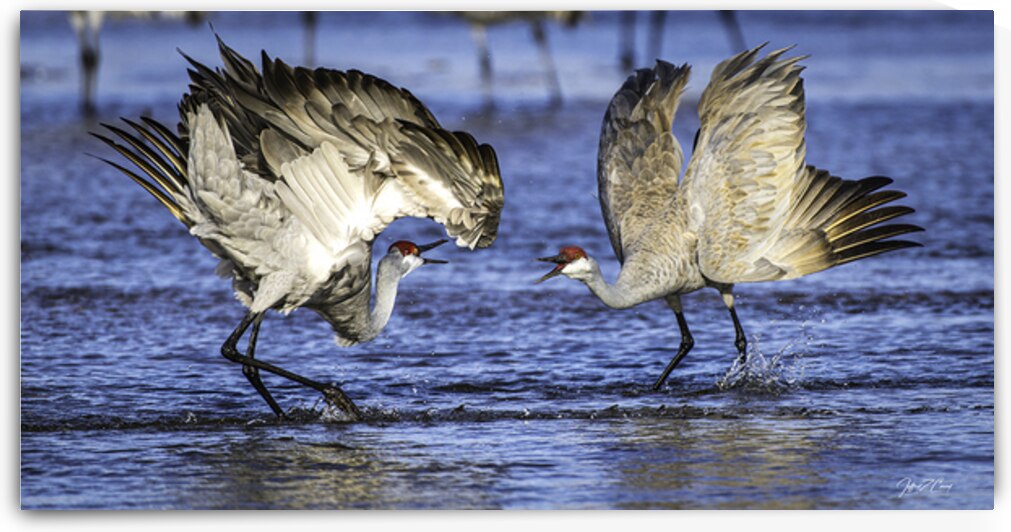 RIVER DANCING AND BOWING CRANES by Carney Photography