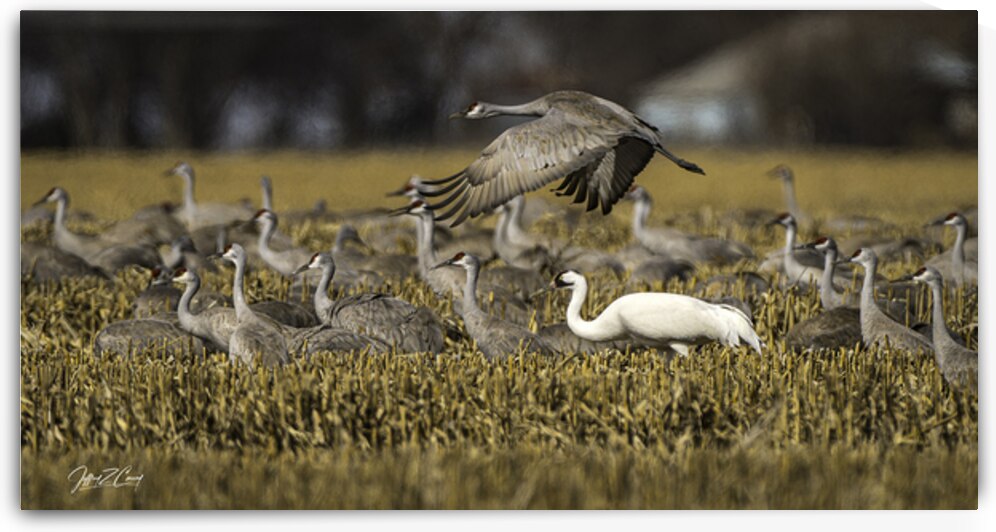 WHOOPING CRANE STANDS OUT IN CORN FIELD by Carney Photography