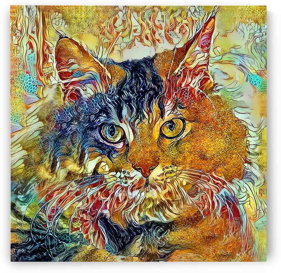 Bailey The Tabby Cat by HH Photography of Florida