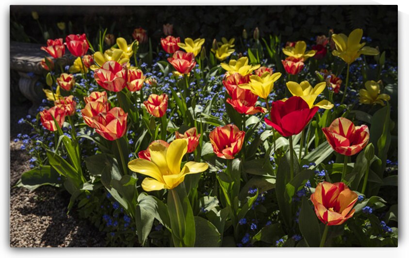 Tulip Flowers by Evan Petty Photography