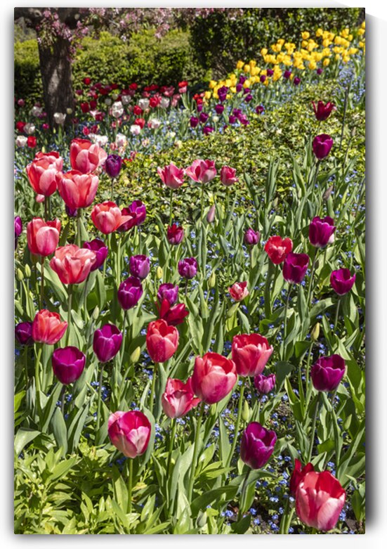 Tulip Hill by Evan Petty Photography