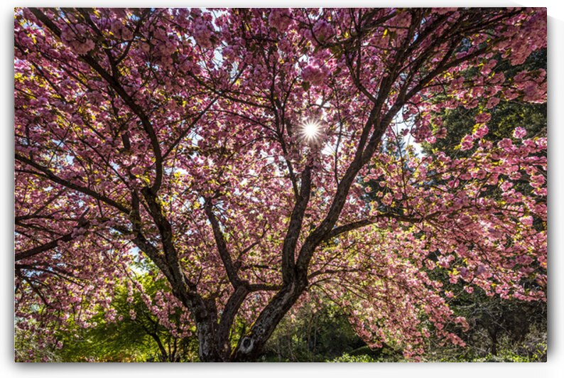 Blossom Tree by Evan Petty Photography