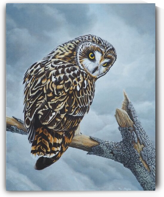 Tempest   Short Eared Owl by Ron Plaizier   Wildlife Artist