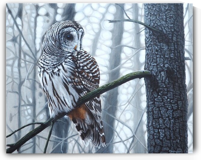 Ron Plaizier   Whisper in the Woods   Barred Owl by Ron Plaizier   Wildlife Artist