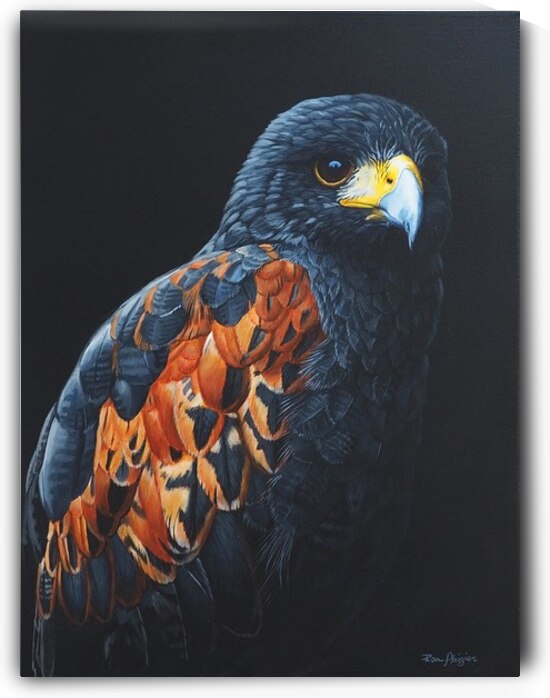 Ron Plaizier   Ember in the Shadows   Harris Hawk by Ron Plaizier   Wildlife Artist