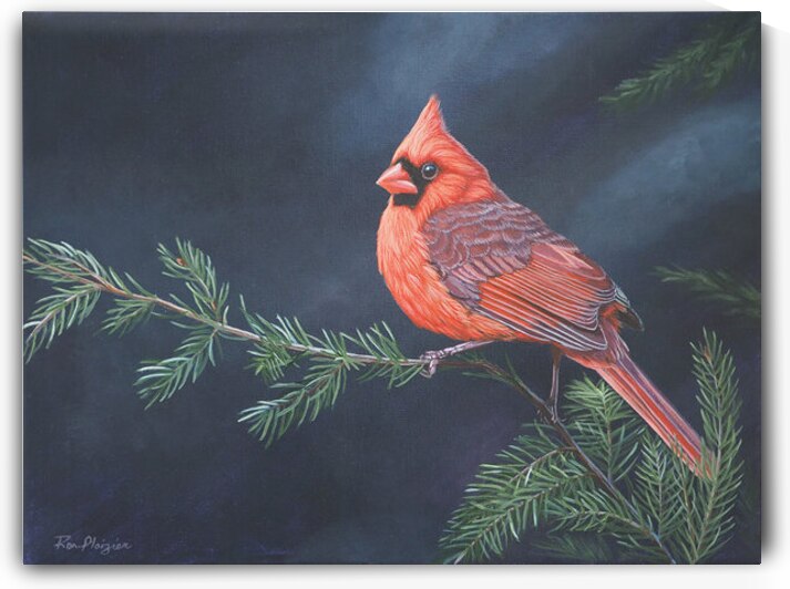 Ron Plaizier   A Splash of Red   Northern Cardina by Ron Plaizier   Wildlife Artist