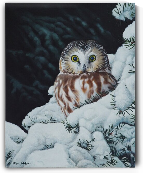 Ron Plaizier   Winter s Vigil   Saw Whet Owl by Ron Plaizier   Wildlife Artist
