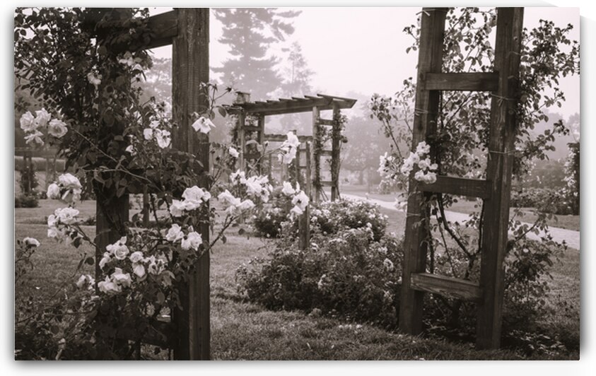 Allentown Rose Gardens Roses and Arbors by Jason Fink