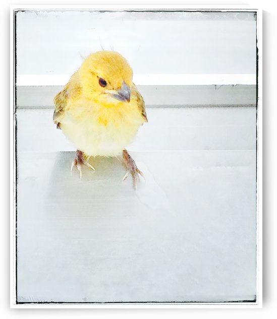 Yellow Bird by Ricky A Richardson 