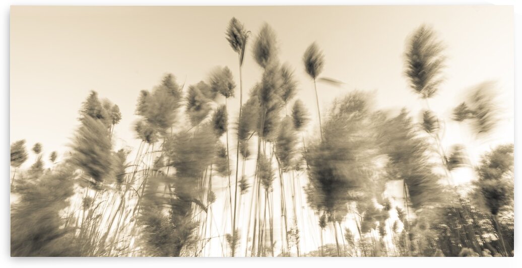 Standing up to the Wind 2 by Dave Therrien