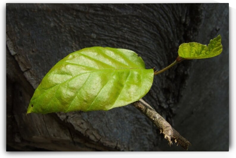 New Leaf - Natures Quiet Resilience by Matthias Hauser