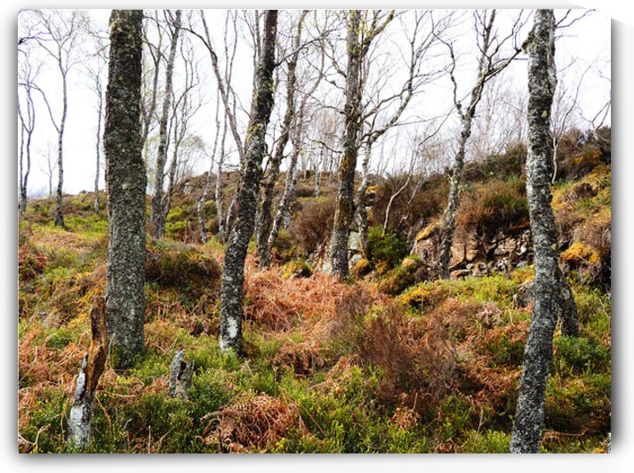  Springs Fairy Dance in the Scottish Highlands                                                                                                                     by Catriona Roberts Nature Photography and Designs